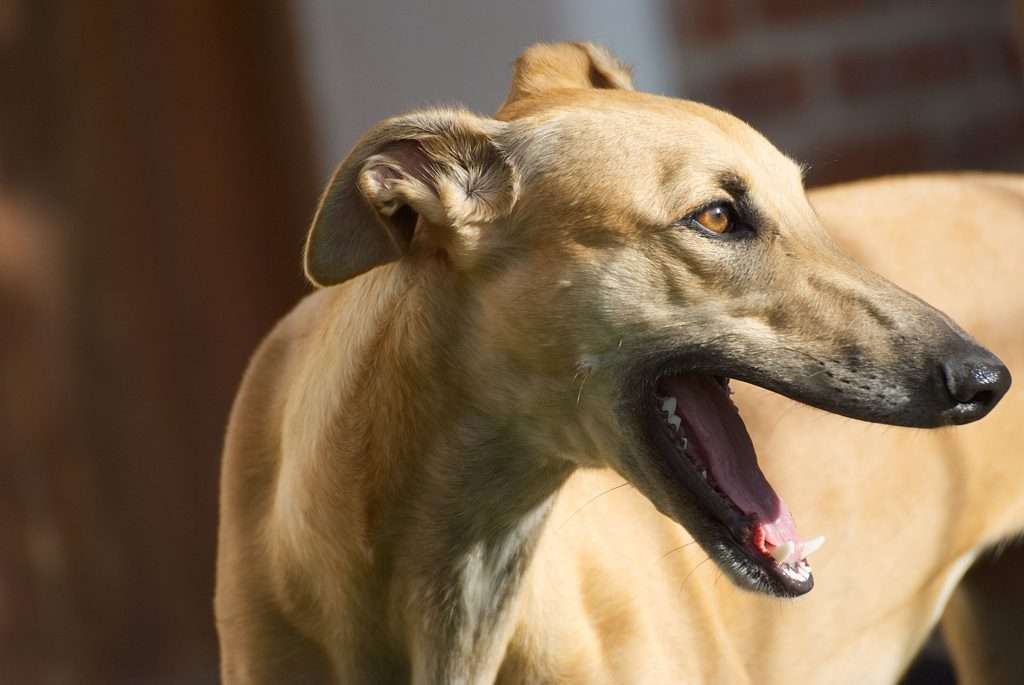 Petplan Greyhound rescue charities