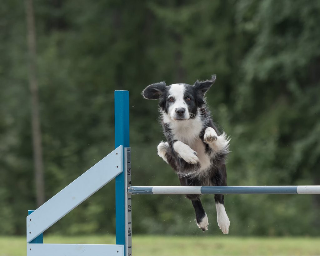 dog leaps over bar in sensory gardens