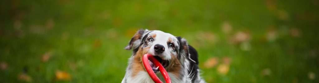 dog holding red ring in mouth in a sensory garden