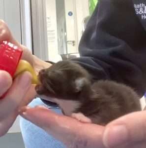 Volunteer at bath cats and dogs home feeds tiny kitten with syringe