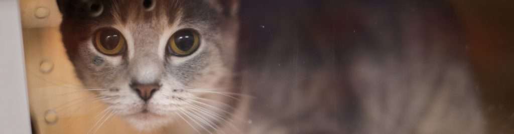 close up of cat looking out of perspex homing crate