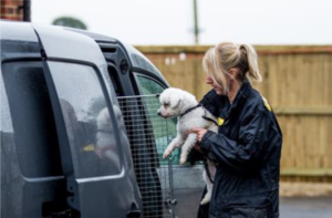 dogs trust worker putting white dog into freedom project van